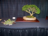 Annual Show 2011 - 19 2011